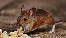 24 Hour & Emergency Exterminators in Mauldin, SC